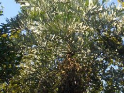Cussonia transvaalensis, the vaalkiepersol