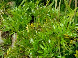 Cussonia zuluensis