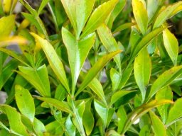 Cussonia zuluensis leaf
