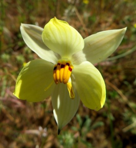 Cyanella alba subsp. flavescens flower