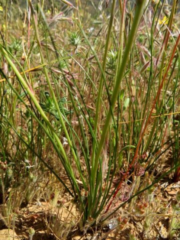 Cyanella alba subsp. flavescens leaves and stems