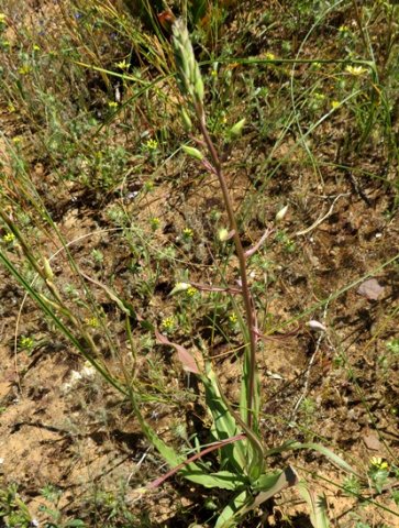Cyanella hyacinthoides buds