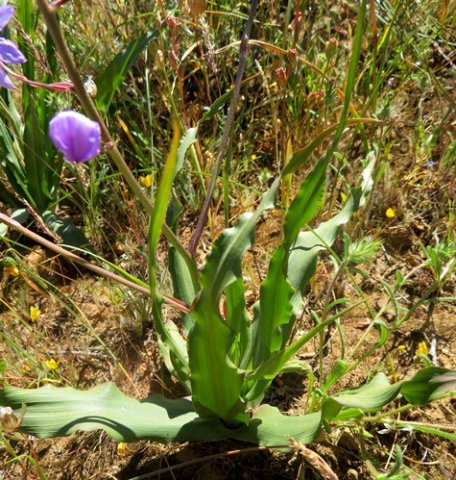 Cyanella hyacinthoides leaves