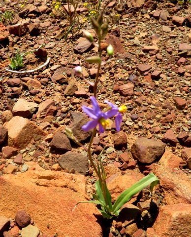 Cyanella hyacinthoides