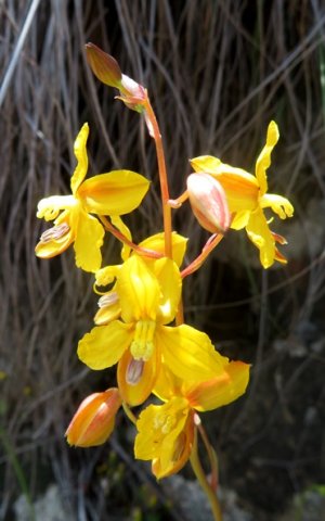 Cyanella lutea subsp. lutea flowers
