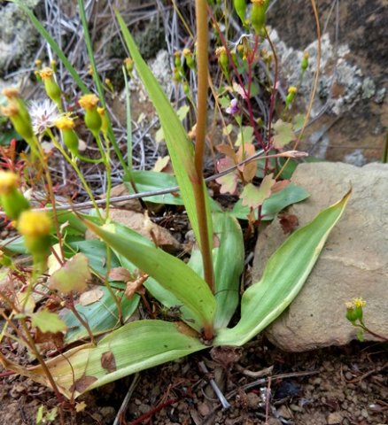 Cyanella lutea subsp. lutea leaves