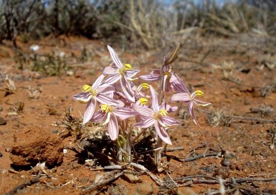 Cyanella lutea subsp. rosea