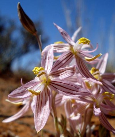 Cyanella lutea subsp. rosea flowers