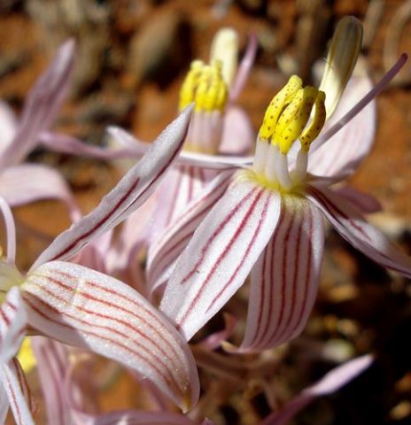 Cyanella lutea subsp. rosea stamens