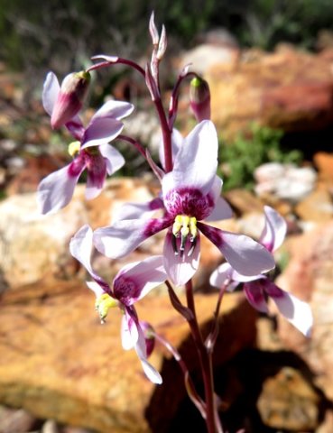 Cyanella orchidiformis inflorescence