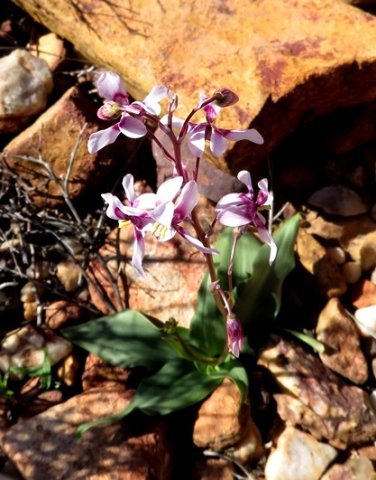 Cyanella orchidiformis