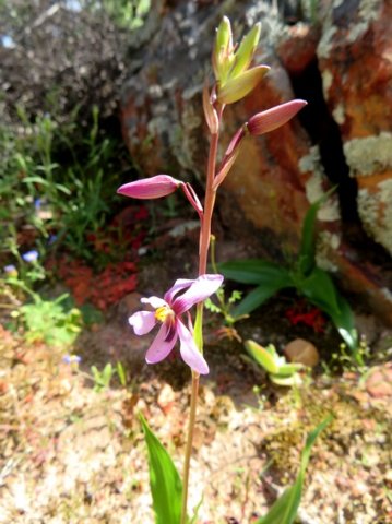 Cyanella 