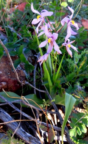 Cyanella orchidiformis plant