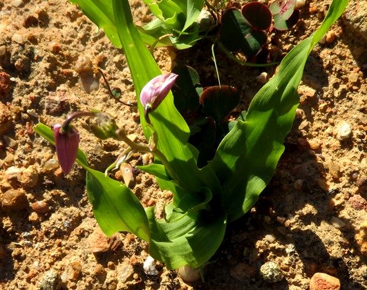 Cyanella orchidiformis thriving leaves