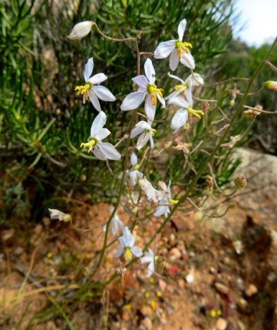 Cyanella pentheri