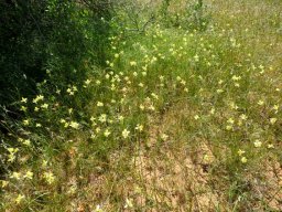 Cyanella alba subsp. flavescens in numbers