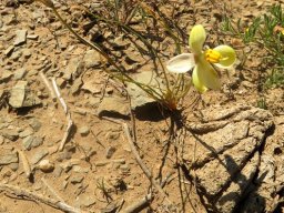 Cyanella alba subsp. flavescens