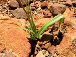 Cyanella hyacinthoides leaves