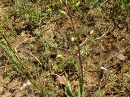 Cyanella hyacinthoides buds