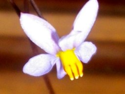 Cyanella hyacinthoides flower