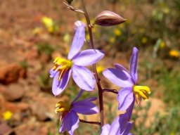 Cyanella hyacinthoides raceme