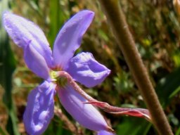 Cyanella hyacinthoides flower from behind
