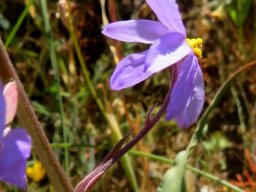 Cyanella hyacinthoides bigger and smaller bracts