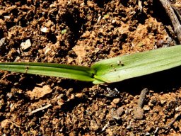 Cyanella lutea leaves