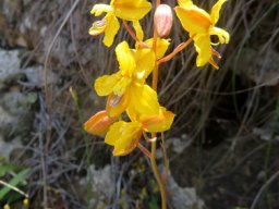 Cyanella lutea subsp. lutea