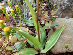 Cyanella lutea subsp. lutea leaves
