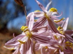 Cyanella lutea subsp. rosea flowers