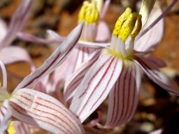 Cyanella lutea subsp. rosea stamens