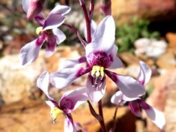 Cyanella orchidiformis inflorescence