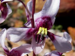 Cyanella orchidiformis flower
