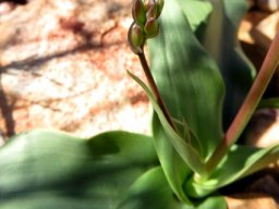 Cyanella orchidiformis leaves