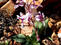 Cyanella orchidiformis