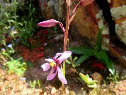Cyanella 