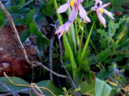 Cyanella orchidiformis plant