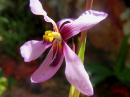 Cyanella orchidiformis flower