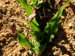 Cyanella orchidiformis thriving leaves