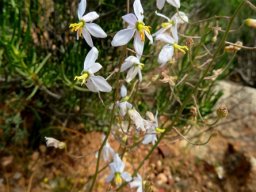 Cyanella pentheri