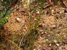Cyanella pentheri leaves and stems