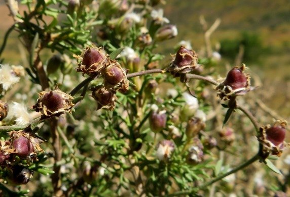 Cyphia digitata fruits like beads