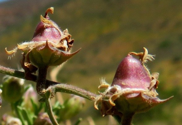 Cyphia digitata unripe capsules