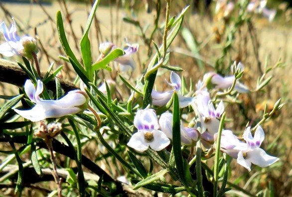 Cyphia digitata leaves