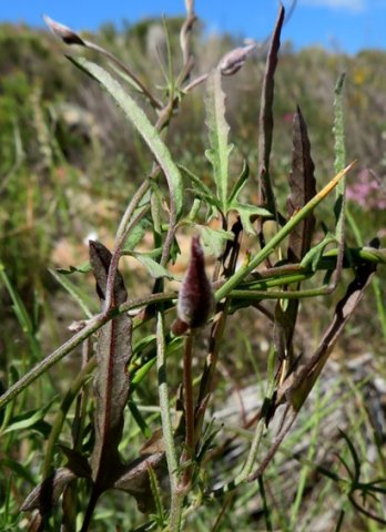 Cyphia digitata leaves