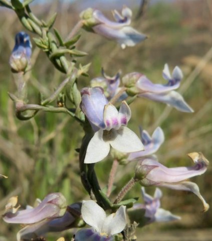 Cyphia digitata flowers
