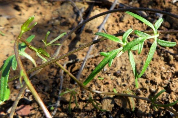 Cyphia digitata leaves young and old