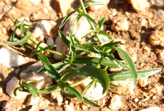Cyphia digitata leaves