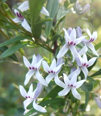 Cyphia digitata